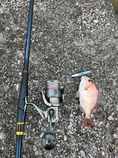マダイの釣果