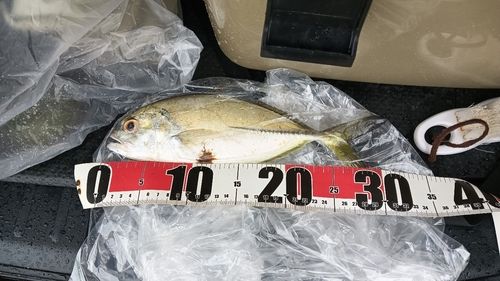 メッキの釣果