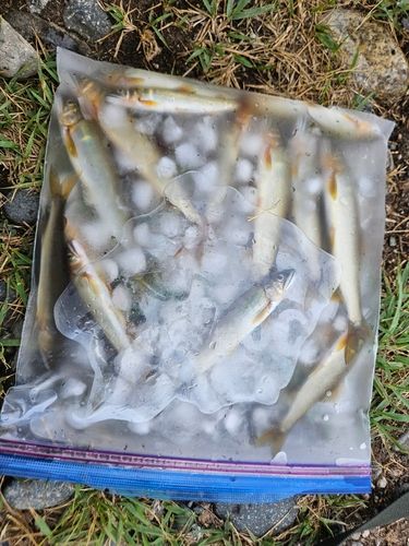 アユの釣果