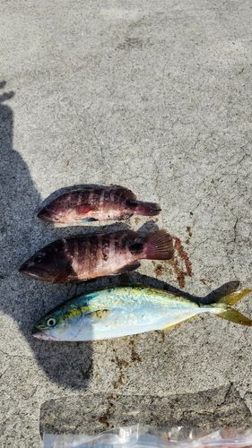 ヤズの釣果