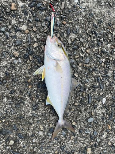 ネイリの釣果