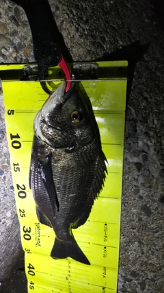 クロダイの釣果