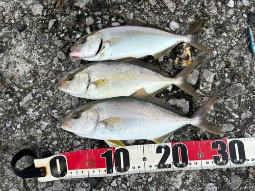 ネイリの釣果