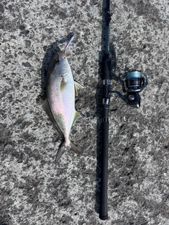 ショゴの釣果