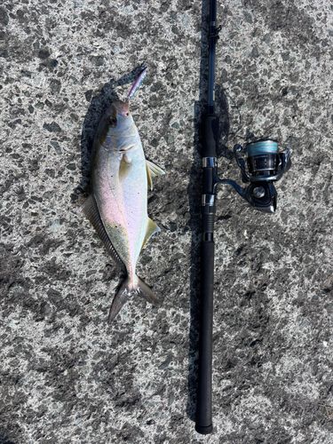 ショゴの釣果