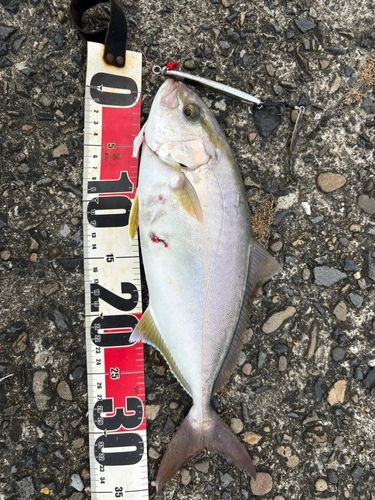 ネイリの釣果