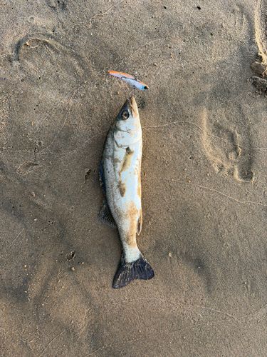 スズキの釣果