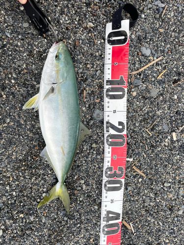 イナダの釣果