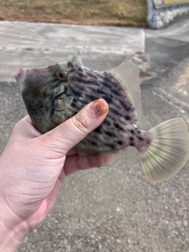 カワハギの釣果