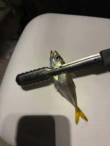 マアジの釣果