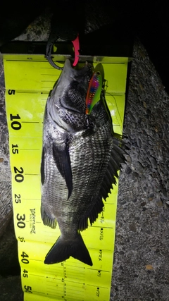 クロダイの釣果