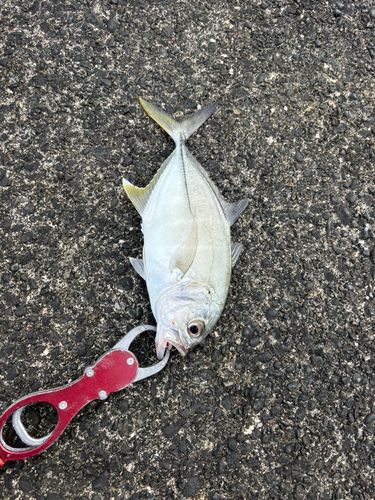 メッキの釣果