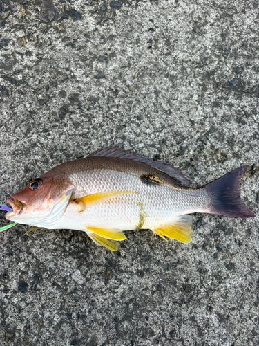 クロホシフエダイの釣果