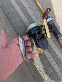 アブラハヤの釣果