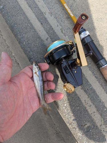 アブラハヤの釣果