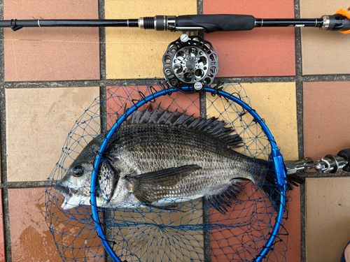 クロダイの釣果