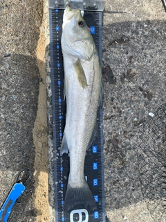 フッコ（マルスズキ）の釣果