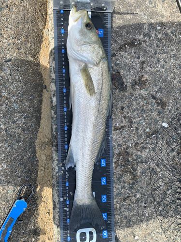 フッコ（マルスズキ）の釣果