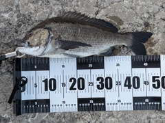 クロダイの釣果