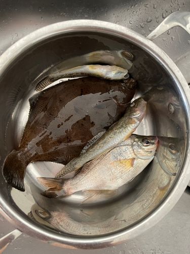 メイタガレイの釣果