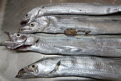 タチウオの釣果