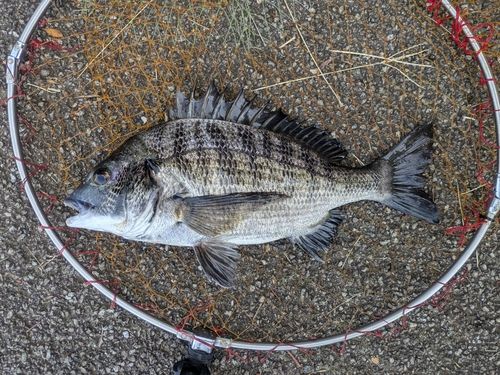チヌの釣果