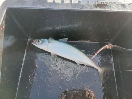 サバの釣果