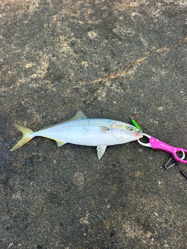 イナダの釣果