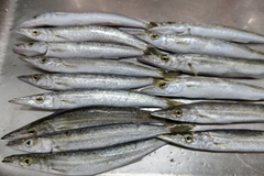 カマスの釣果