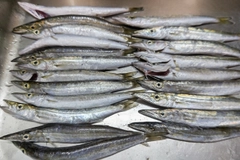 カマスの釣果