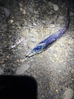 タチウオの釣果