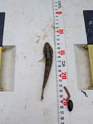 マハゼの釣果