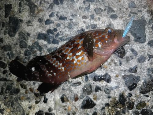キジハタの釣果