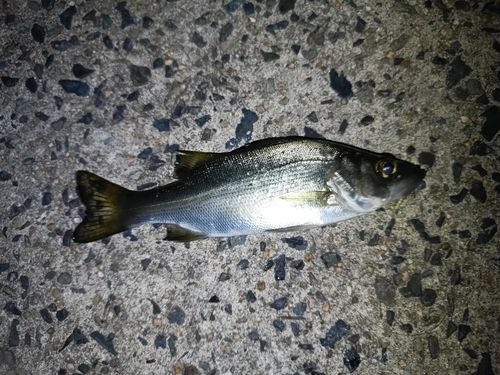 セイゴ（ヒラスズキ）の釣果