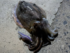 コウイカの釣果