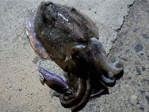 コウイカの釣果