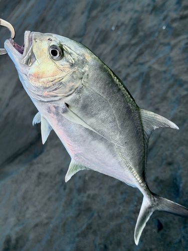 メッキの釣果