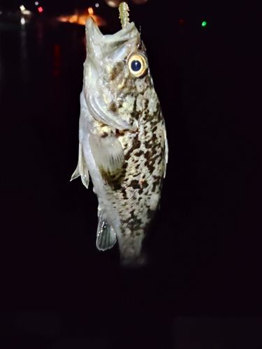 ソイの釣果