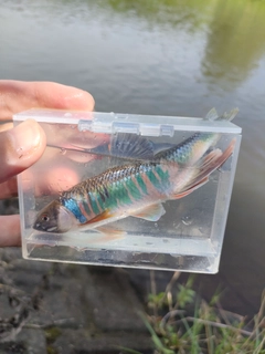 オイカワの釣果