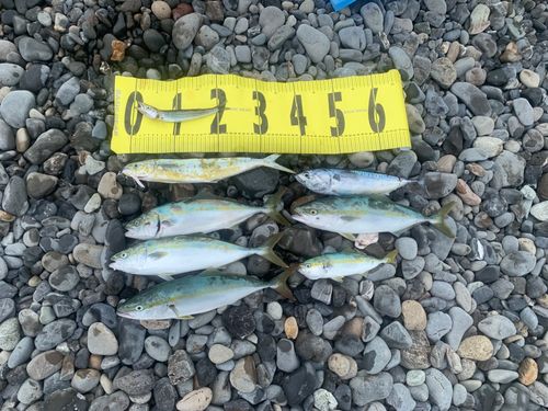 カマスの釣果
