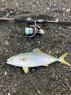 ワカシの釣果