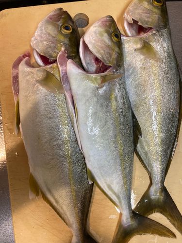 ネリゴの釣果