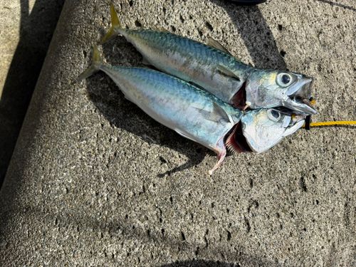 サバの釣果
