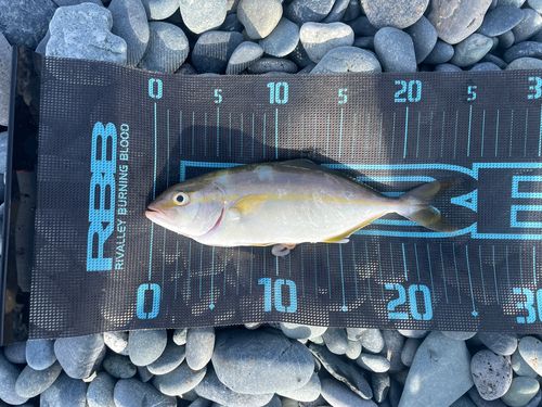 ショゴの釣果