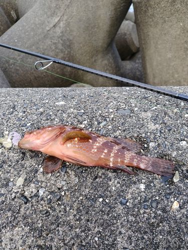 キジハタの釣果