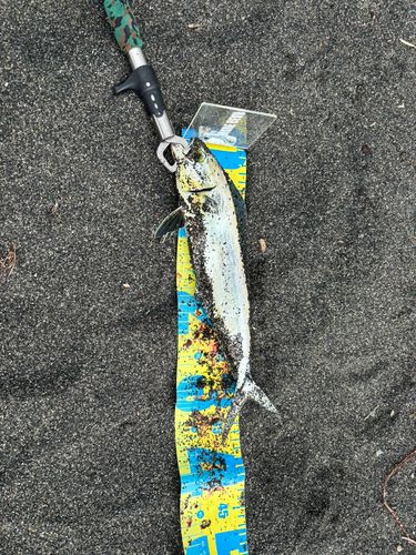 シイラの釣果