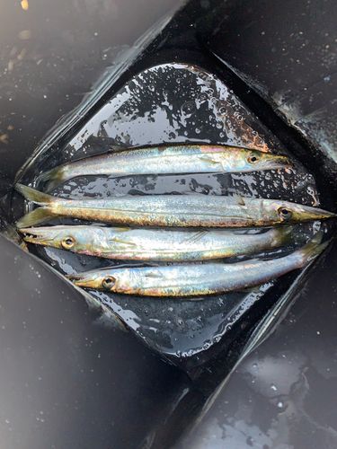 カマスの釣果