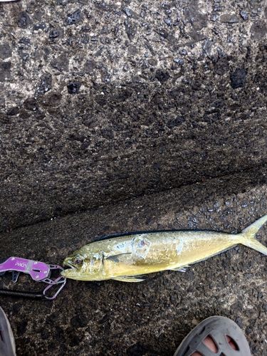 シイラの釣果