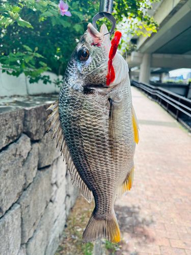 キビレの釣果