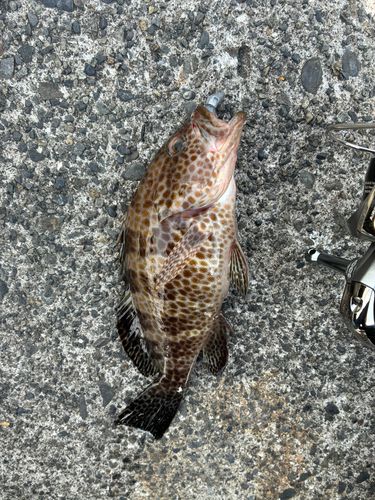 オオモンハタの釣果